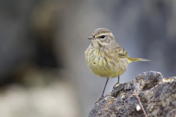 A North American palm warbler (Setophaga palmarum) foraging on the coast at Key West Island Florida.