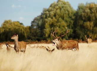 Red Deer stag bellowing among a group of hinds