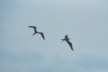 two Frigatebirds in the air