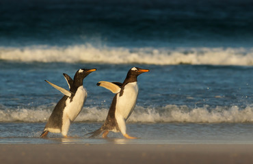 Fototapeta na wymiar Young Gentoo penguin chasing its parent to be fed