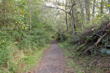 path in forest