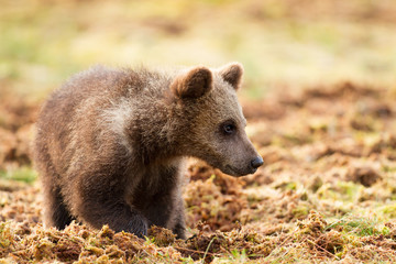 Obraz premium Eurasian brown bear cub in the swamp