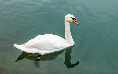 Swan and his reflection in Maribor, Slovenia