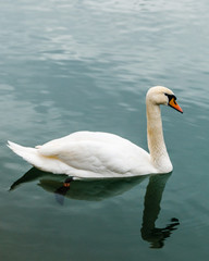 Swan and his reflection in Maribor, Slovenia