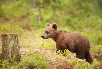 Fototapeta na wymiar Eurasian brown bear cub standing in forest