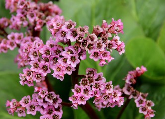 Flowers garden nature