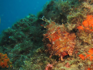 Fototapeta na wymiar Scorpaenidae (also known as the scorpionfish) are a family of mostly marine fish that includes many of the world's most venomous species