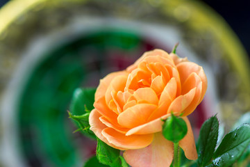 gorgeous fresh flower mini roses orange color. macro