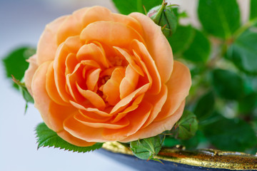 gorgeous fresh flower mini roses orange color. macro