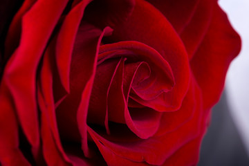 Macro Shot of a Red Rose