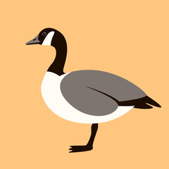 canadian goose, vector illustration , flat style  © wectorcolor