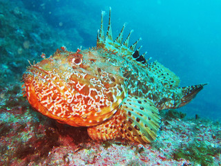 Scorpaenidae (also known as the scorpionfish) are a family of mostly marine fish that includes many of the world's most venomous species