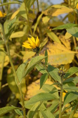 Topinambur kwitnący jesienią