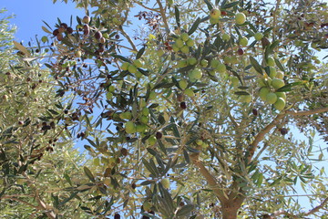 Olive tree