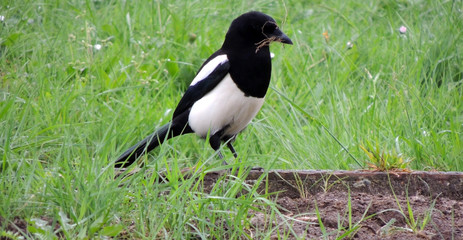 Fototapeta premium The common magpie, or european magpie (Pica pica), collects small branches for nest. Spring