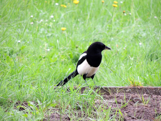 The common magpie, or european magpie (Pica pica), collects small branches for nest. Spring