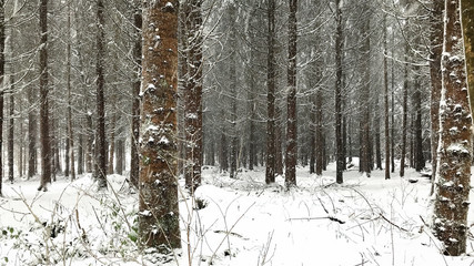 Verschneiter Wald bei Schneefall mit vielen Bäumen