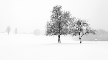 Verschneite Schneelandschaft bei Schneefall mit vereinzelnden Bäumen und wenig Farben