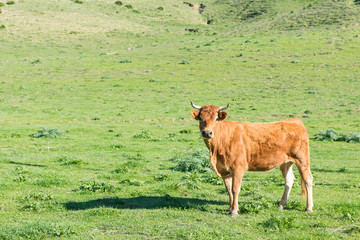 Una vaca de la raza limousin