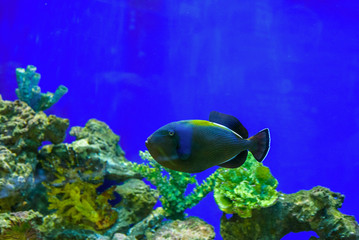 Naklejka na ściany i meble Sea fish in the aquarium.