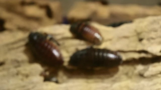 Madagascar hissing (Gromphadorhina portentosa) cockroach