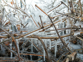 Icicles in winter. Many icicles on a wooden vine. Frozen water in the open air. Clear water in the cold