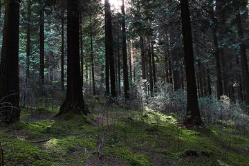 different types of trees in the forests of the Basque country