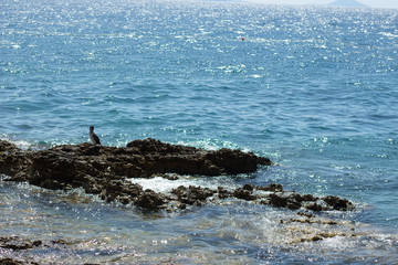 Naklejka premium sea raven on the cliff