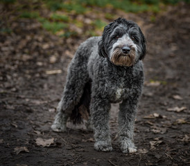 Grey Cockerpoo