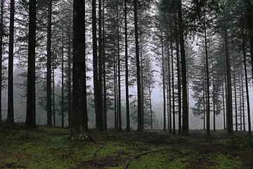 Obraz premium different types of trees in the forests of the Basque country