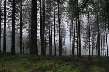 Fototapeten Fallen different types of trees in the forests of the Basque country  © iker