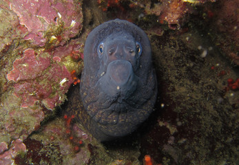 Fototapeta na wymiar Moray eels, or Muraenidae, are a family of eels whose members are found worldwide
