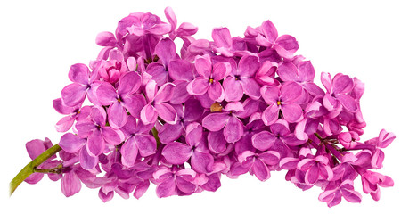 Fototapeta na wymiar lilac branch white background
