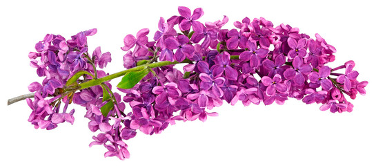lilac one branch isolated