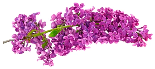 Foto op Canvas lilac one branch isolated © IgorYegorov
