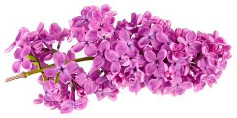 Fototapeta na wymiar lilac purple white background