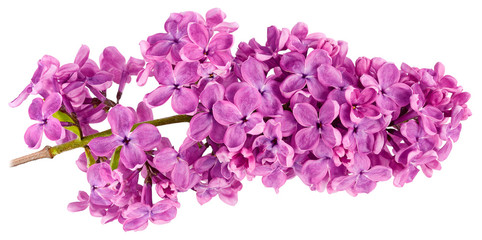 lilac purple white background