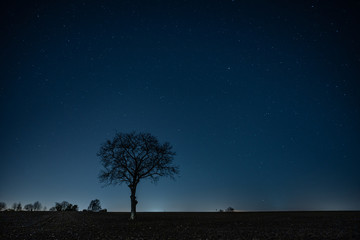 Baum und Nachthimmel