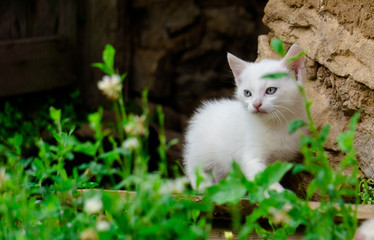 Fototapeta premium Adorable white kitten with blue eyes walking in summer