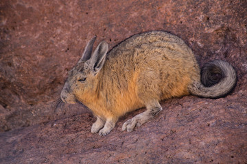 Wildes Bolivien