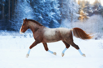 Horse in winter
