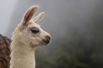 The lama of the Andes © teomagni