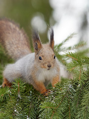 Squirrel in winter skin sits beautifully on thick spruce branches