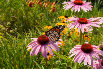 Monarch butterfly feeds on echinacea flowers in a sunny prairie garden