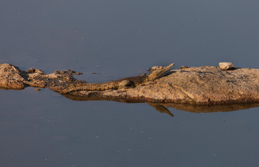 un coccodrillo intento a riscaldarsi al sole in una giornata invernale in sudafrica - 241462098