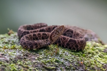 Cloudy Snail Sucker, Sibon nebulatus, snake on green mossy branch. Non venomous snake in the nature habitat. Poisonous animal from South America