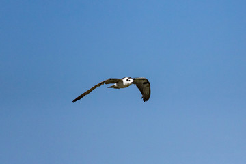 White-winged Tern
