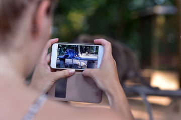 Tourist girl taking the photos of the monkeys in Ubud Monkey Forest, Bali Island, Indonesia