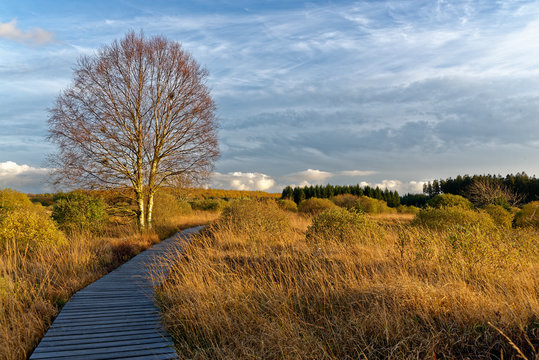 Herbst im Brackvenn