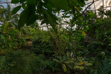 Jungle in a greenhouse